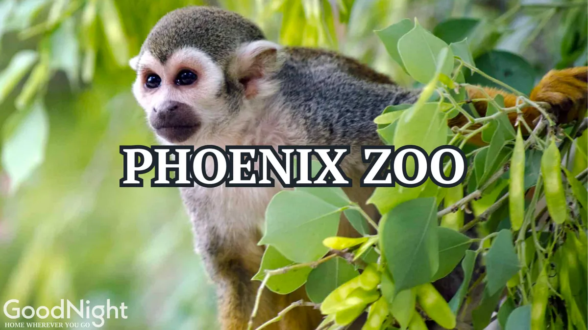 A squirrel monkey perches amidst bright green foliage in an outdoor zoo habitat, with sunlight streaming through the trees. The lively animal and lush setting encapsulate the fun and adventure of a family outing to the Phoenix Zoo.